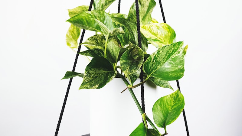 英超联赛激烈比赛现场观众欢呼照片